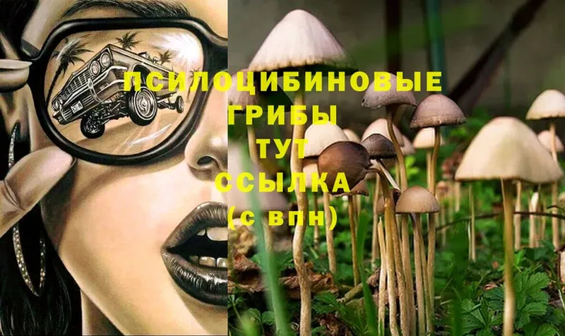 darknet официальный сайт  Тында  Псилоцибиновые грибы Psilocybine cubensis 